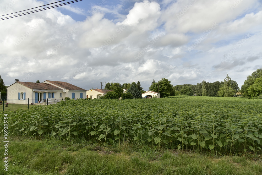 Champs de tournesols pas encore en fleur à côté d'un lotissement à bungalows près du village de Champagne, au Périgord Vert