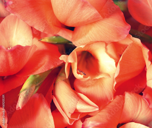 Coral flowers and buds of gladiolus close-up isolated.   Floral background. A gentle, romantic composition. Congratulations, postcard.Macro .Soft focus 