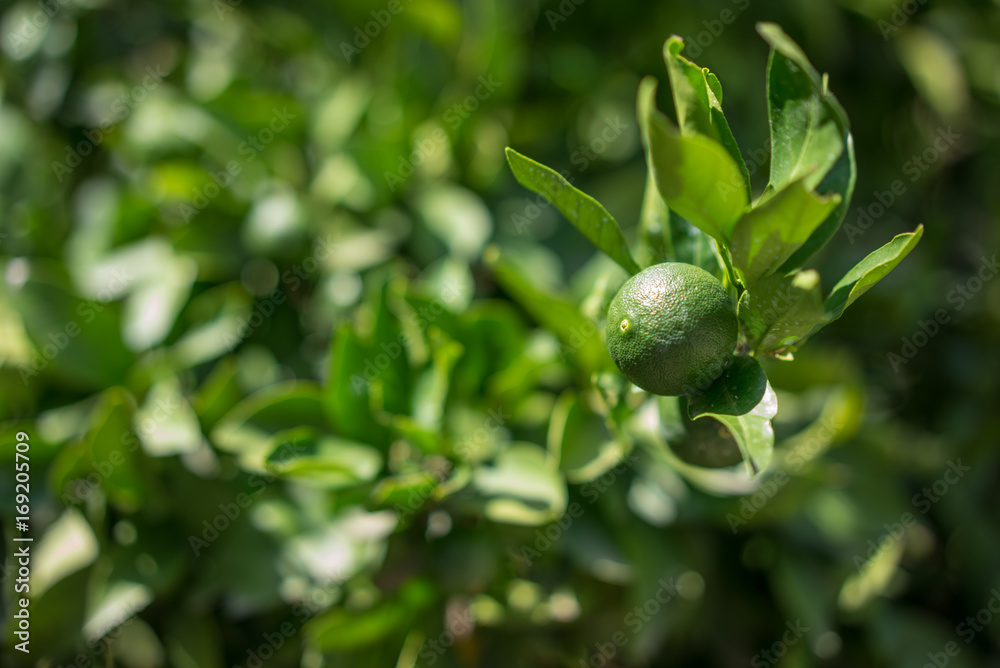 Lime on branch, Croatia Lime on branch, Croatia