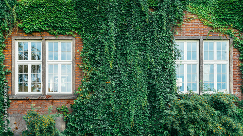 Old brick building full frame overgrown with ivy