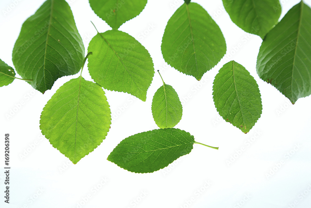 Fototapeta premium green leaves on white background. 