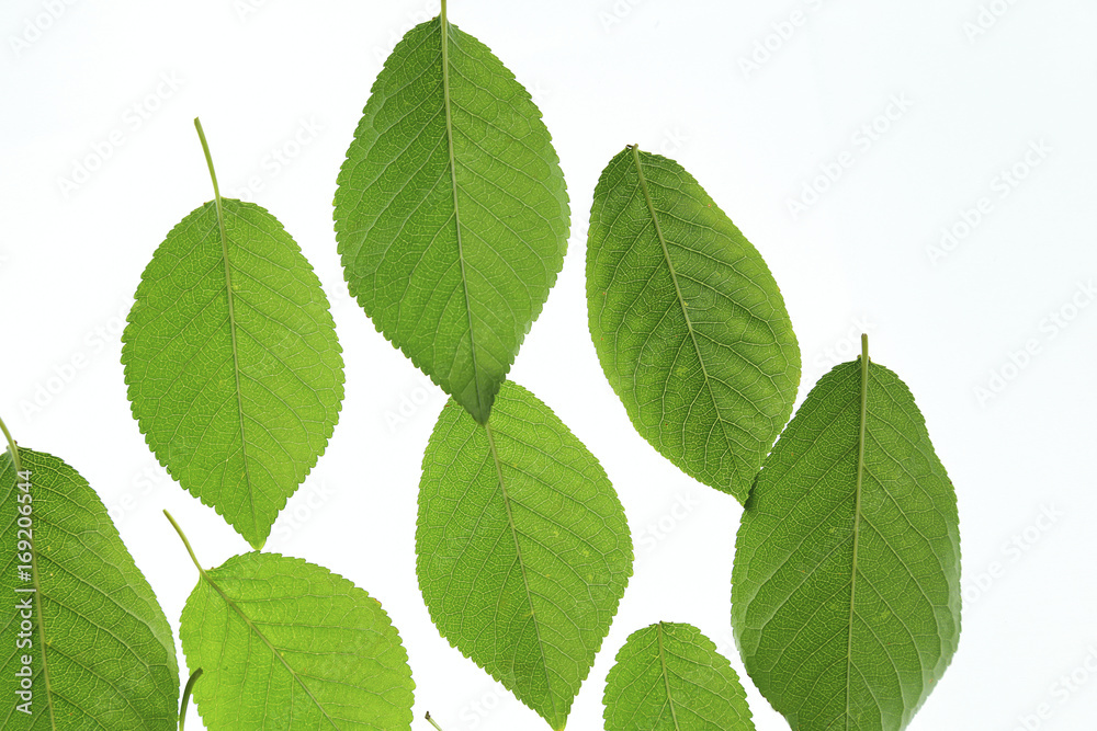 green leaves on white background.
