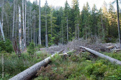 Todholz im hochmoor am großen arbersee