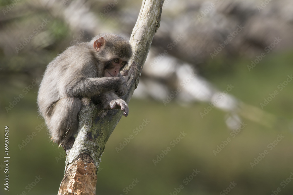 snow monkey snow monkey