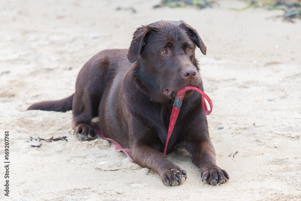Dog labrador lying on the sand, dog which holds its leash in the mouth
Dog labrador lying on the sand, dog which holds its leash in the mouth