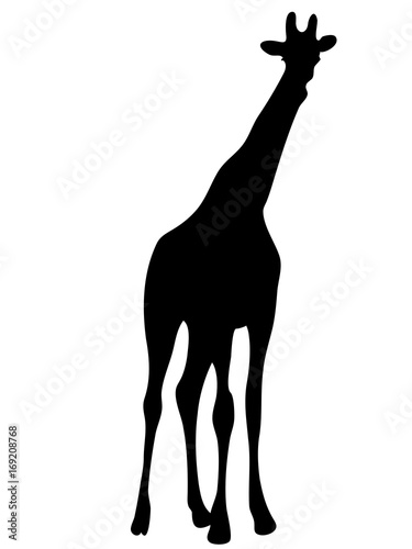 View on the silhouette of a giraffe - digitally hand drawn vector illustraion