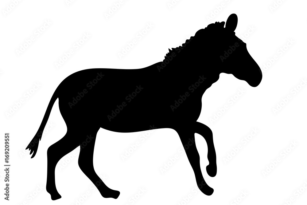 View on the silhouette of a Zebra - digitally hand drawn vector illustraion