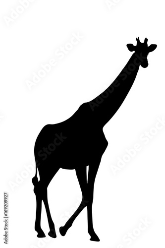 View on the silhouette of a giraffe - digitally hand drawn vector illustraion