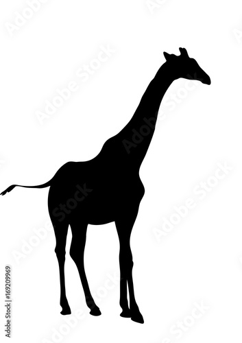 View on the silhouette of a giraffe - digitally hand drawn vector illustraion