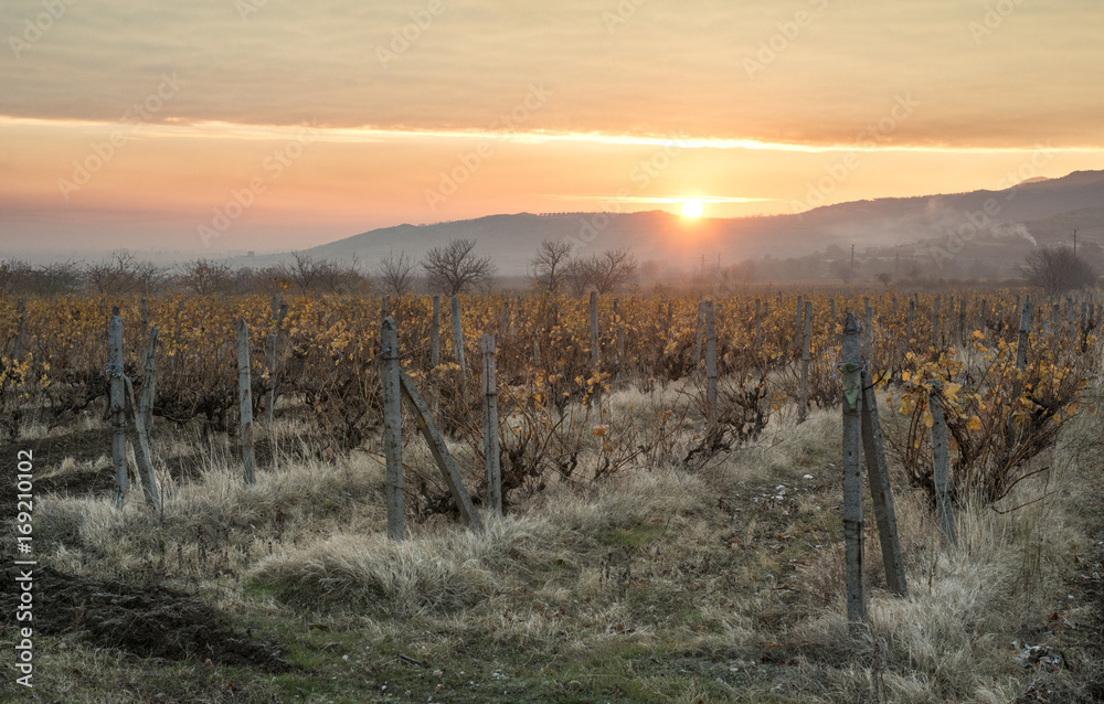 Fototapeta premium Vineyards on sunrise. Autumn vineyards in the morning.