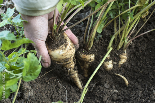 Parsnips in the garden. Woman pulls out parsnips photo