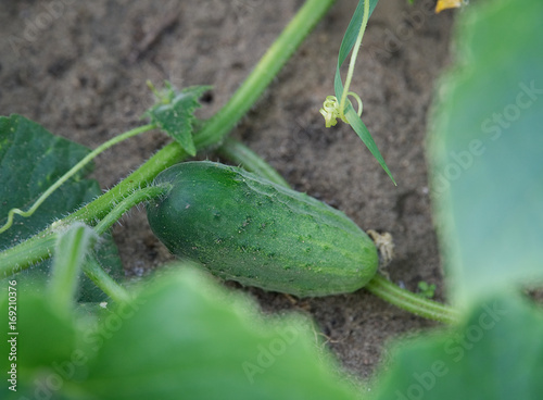 A young сucumber on the garden bed photo