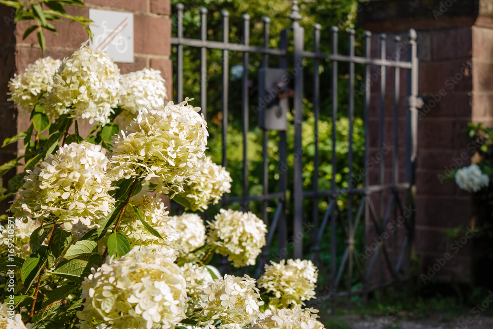 Flowering white hydrangeas in front of a garden gate