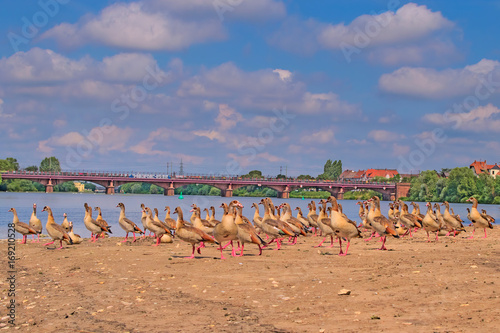 A flock of Egyptian Geese on the shore of the river Neckar in Germany