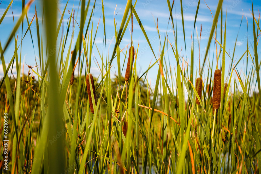 Obraz premium Reed grass of a pond during the summer