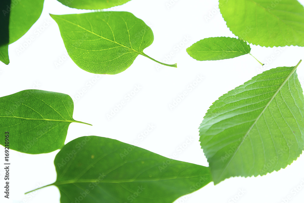 Fototapeta green leaves on white background.