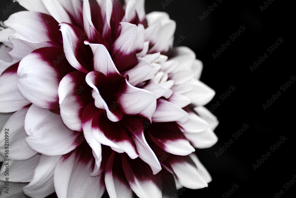 Dahlia Flower close up - obrazy, fototapety, plakaty 