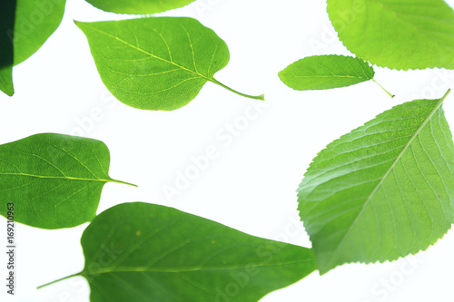 green leaves on white background.