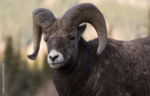 Big Horn Sheep © Shannon