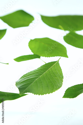 green leaves on white background.