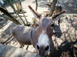 Curious donkey with dumb looking face and funny ears