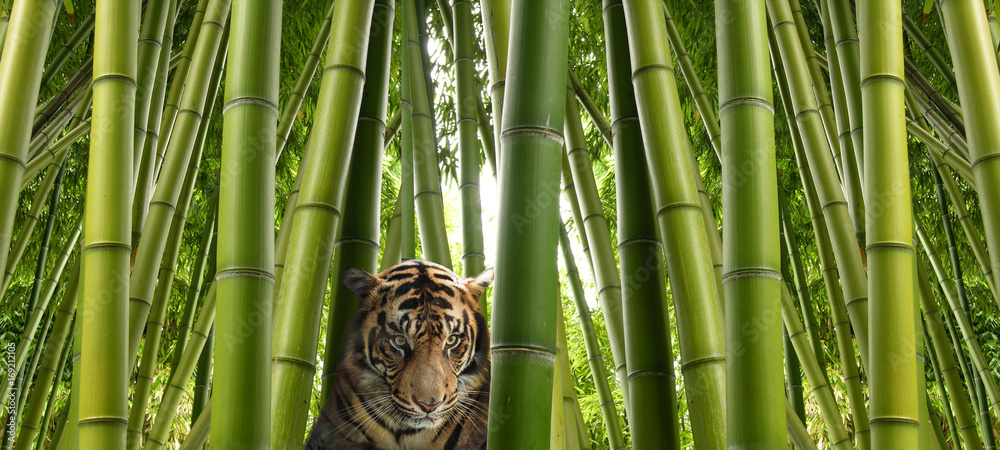 Fototapeta premium Na polowaniu - tygrys sumatrzański w bambusowej dżungli.