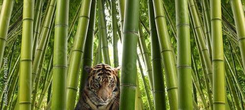 On the hunt - A sumatran tiger in a bamboo jungle.