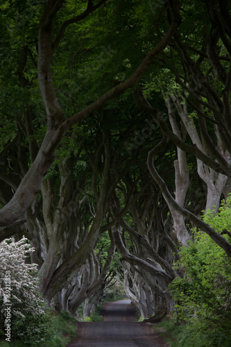mystical dark hedges in northern ireland