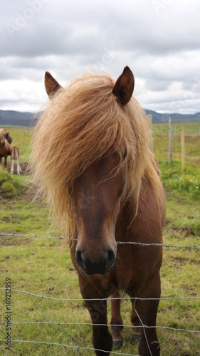 A typical icelandic horse