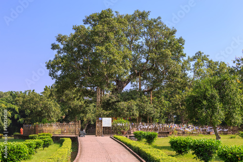 Foto Ancient bodh tree in Jetavana monastery, Shravasti, Uttar Pradesh, India