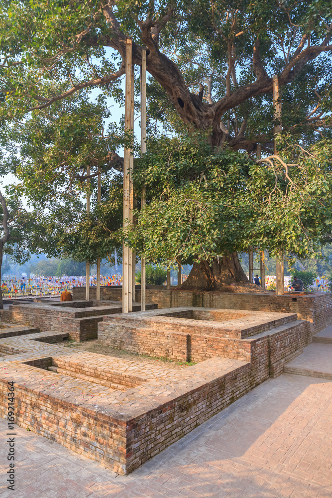 Shravasti, Uttar Pradesh, India - 11 November 2012: Ancient bodh tree in Jetavana monastery and stupa.