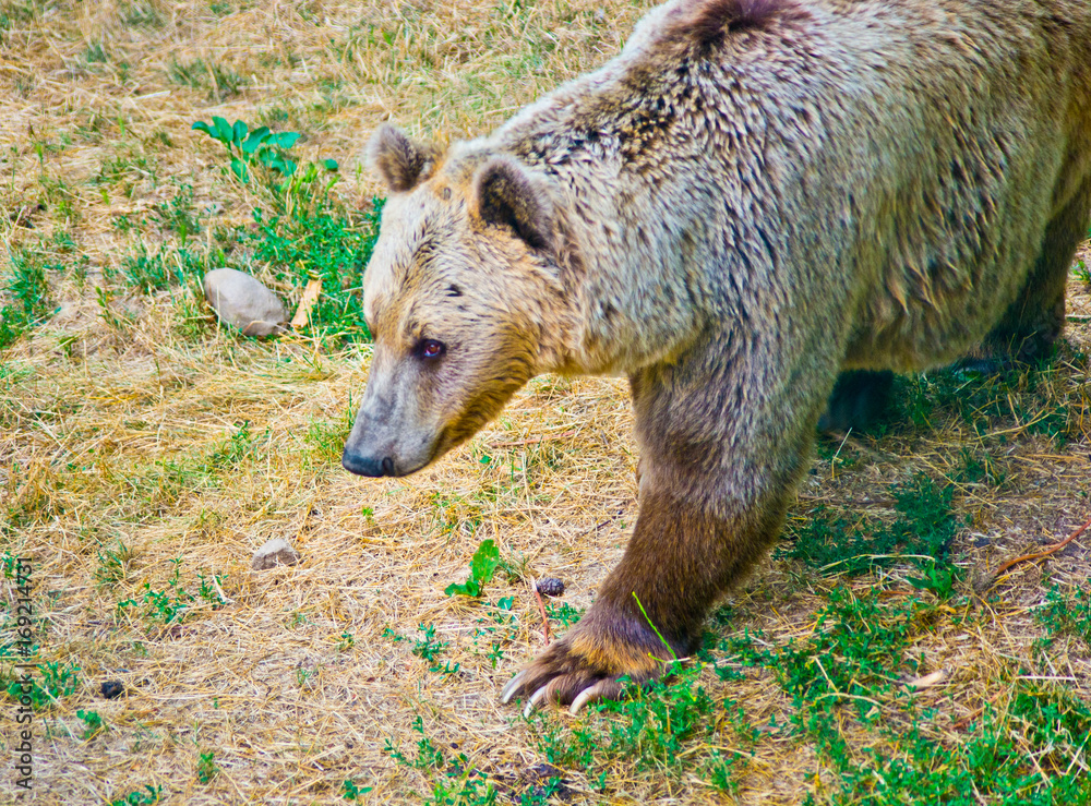 Fototapeta premium Brown bear in the mountains looking for food
