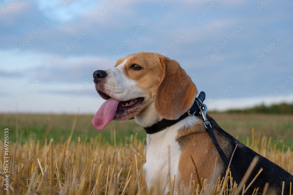 Dog Beagle on a roll of hay at sunset