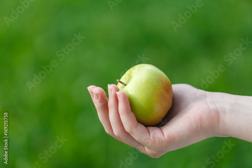 farming, gardening, harvesting and people concept - woman hands holding apples