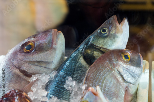Fresh Fish