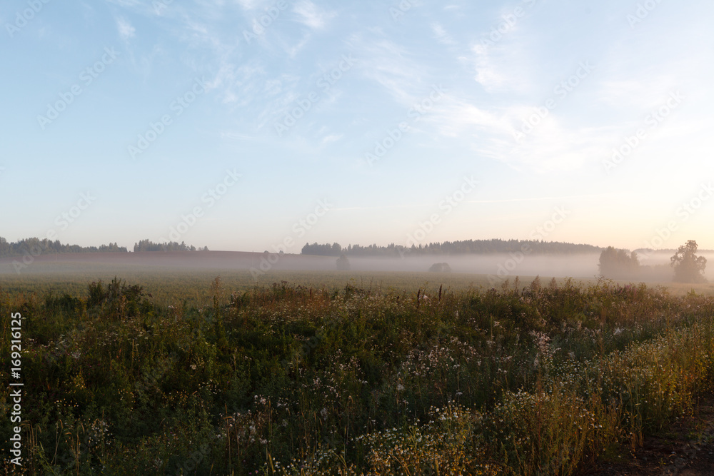 Morning fog on a new harvested field
