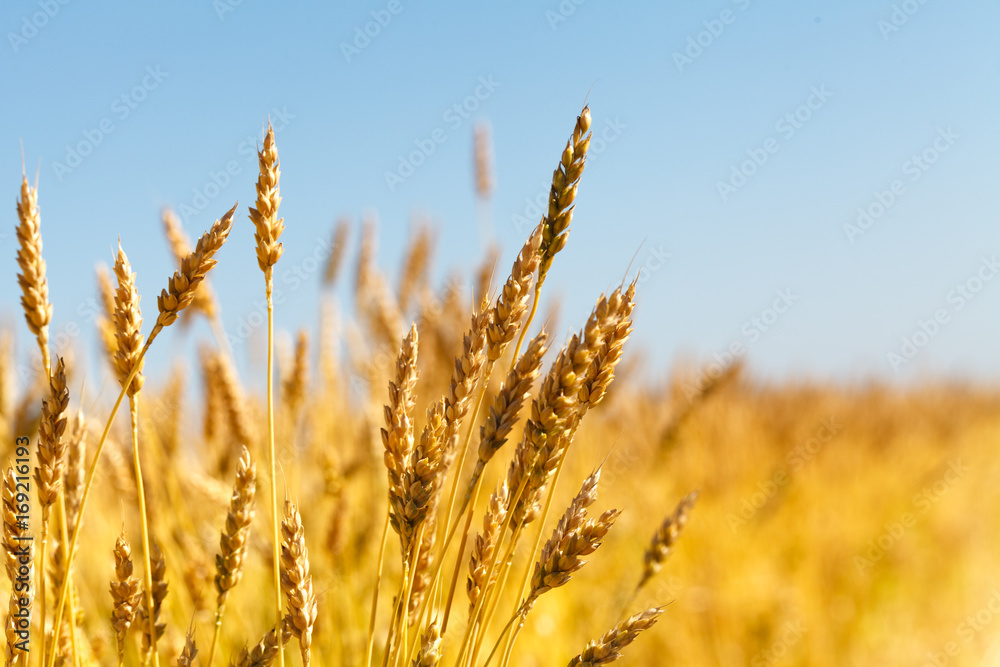 wheat field and blue sky wheat field and blue sky