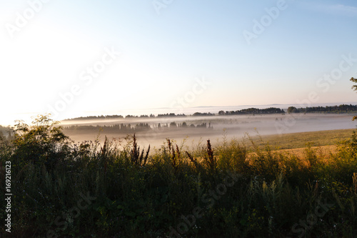 The tree near the road and the river in a fog