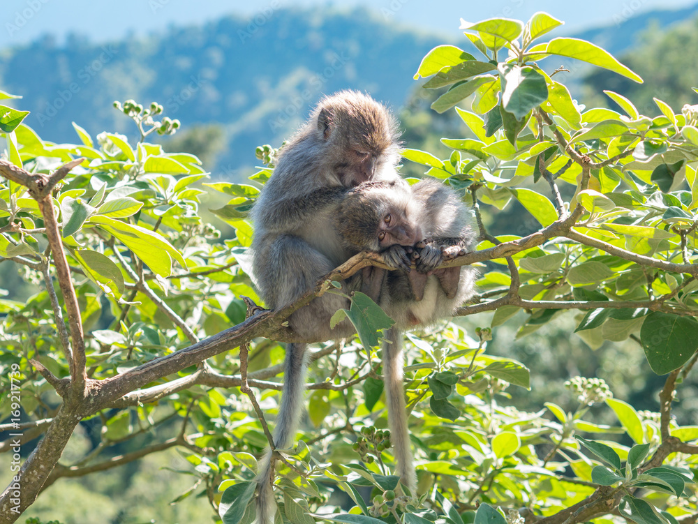 Obraz premium Monkey enjoys delousing, Lombok, Indonesia