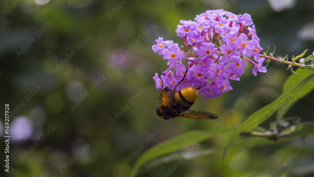 a bee hanging upside down on a pink/purple flower a bee hanging upside down on a pink/purple flower