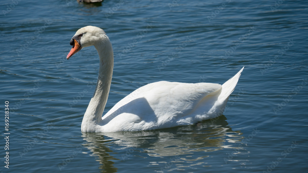 Fototapeta premium Swan Swimming in Lake