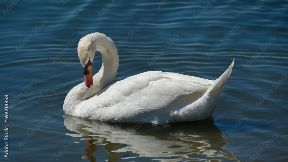 Swan Wading and Preening Swan Wading and Preening