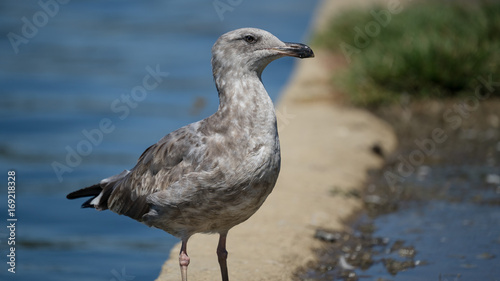 Seagull on the Shore © Riko An'twan