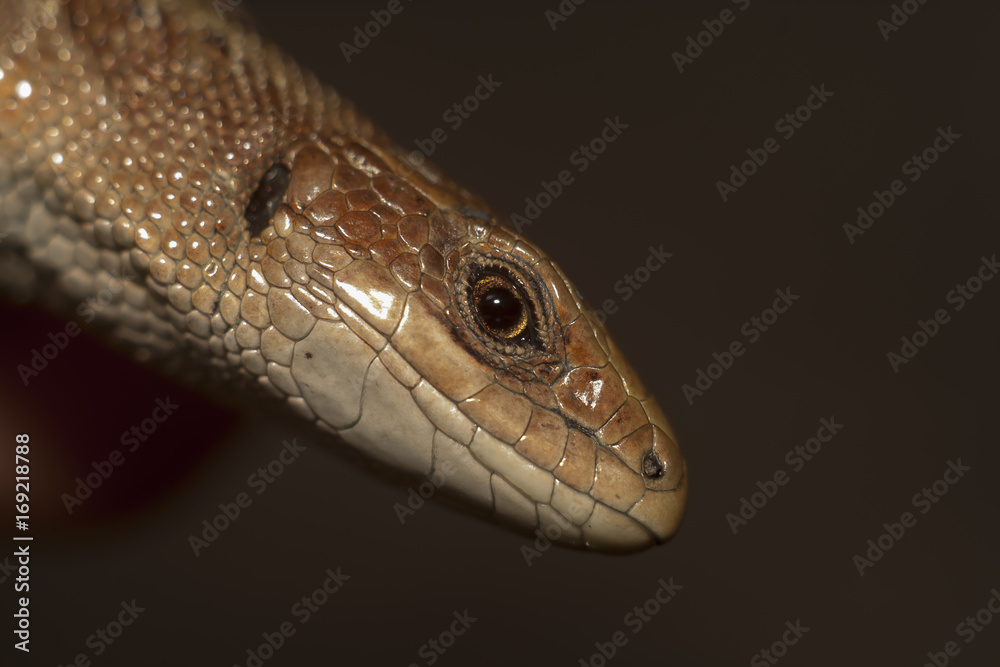 Fototapeta premium the brown lizard