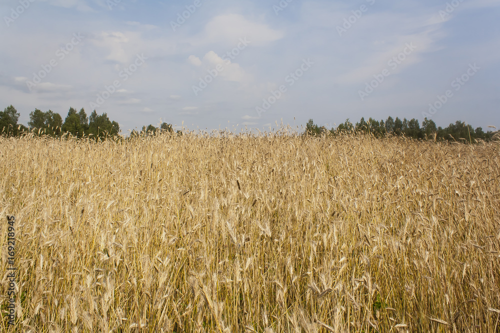 Naklejka premium yellow wheat field
