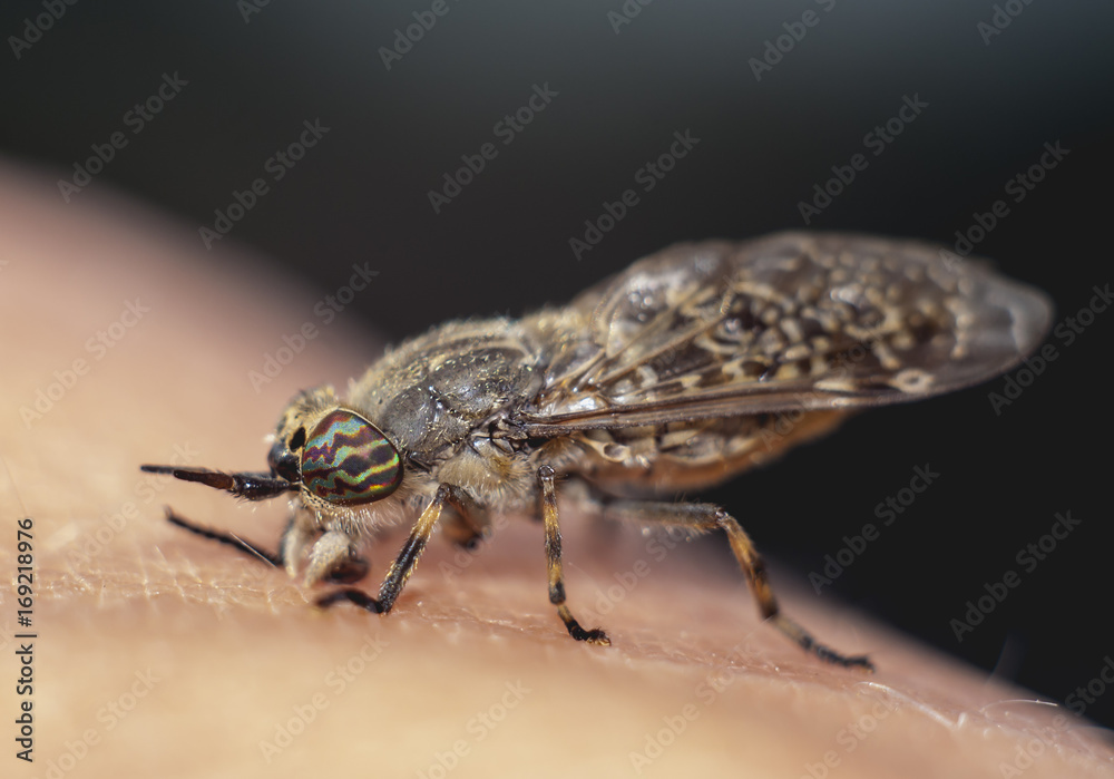 horsefly on hand