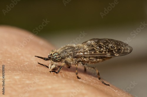 Obraz na płótnie horsefly on hand w salonie