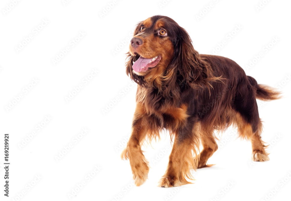 spaniel walking on a white background