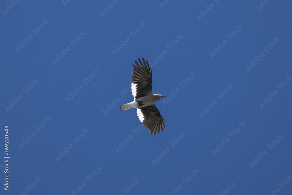 Clark's Nutcracker flying overhead Clark's Nutcracker flying overhead