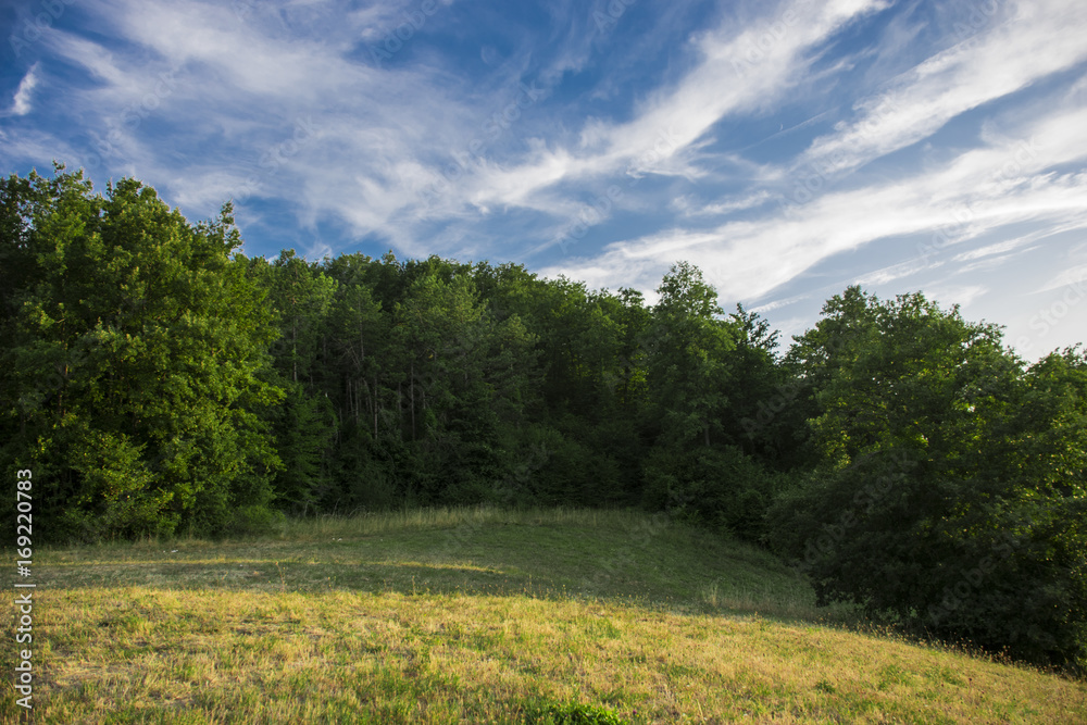 Fototapeta premium Alberi e cielo